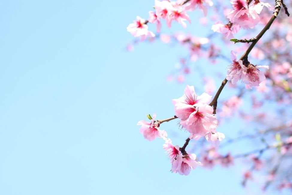 Baharın müjdecisi Nevruz Bayramı nedir, nasıl kutlanır? Nevruz sofrasında neler yenir