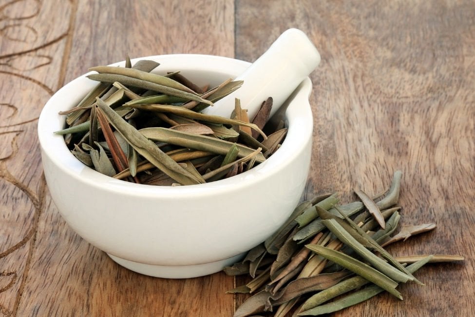 Zeytin Yaprağı Çayı Nasıl Yapılır?